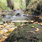 ESPACE NATUREL SENSIBLE DE LA BOULAIE